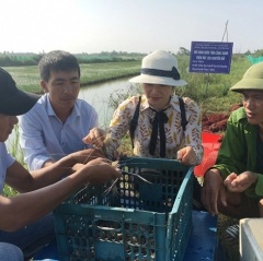 Nuôi tôm càng xanh toàn đực trên đất lúa